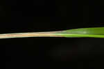 White edge sedge